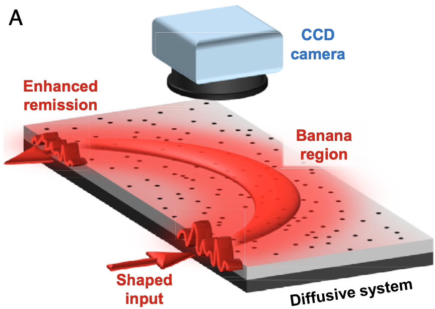 Coherent enhancement of optical
                remission in diffusive media
